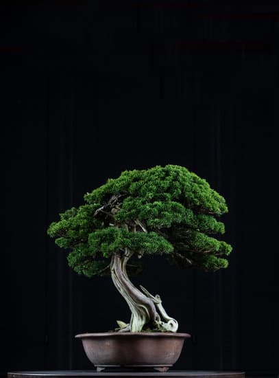 Scopri i segreti su come coltivare il bonsai con le nostre semplici e dettagliate istruzioni passo dopo passo