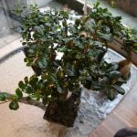 Quanto Costa Un Bonsai Di 50 Anni Scopri il costo di un Bonsai di 50 anni e rendi il tuo giardino più affascinante