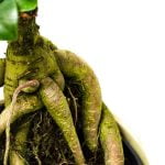 Dove Comprare Un Bonsai a Palermo Scopri i luoghi migliori dove comprare un bonsai a Palermo e regala una bellezza naturale al tuo spazio verde
