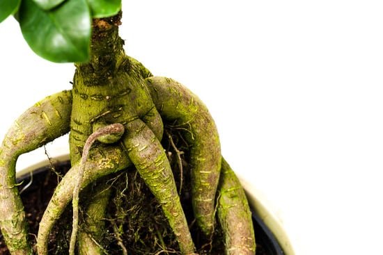 Scopri i luoghi migliori dove comprare un bonsai a Palermo e regala una bellezza naturale al tuo spazio verde