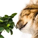 Scopri come creare bonsai unici e mozzafiato con semplici passaggi e i giusti strumenti