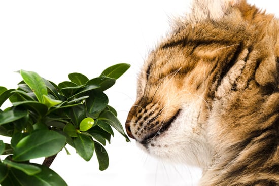 Come Creare Bonsai 1 Scopri come creare bonsai unici e mozzafiato con semplici passaggi e i giusti strumenti