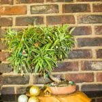Crea il tuo bonsai di ulivo con le nostre istruzioni semplici e dettagliate. Otterrai un risultato meraviglioso in poco tempo!