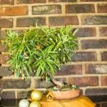 Crea il tuo bonsai di ulivo con le nostre istruzioni semplici e dettagliate. Otterrai un risultato meraviglioso in poco tempo!