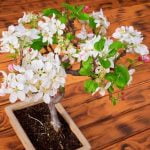 Quanta Acqua Dare Al Bonsai Scopri la dose esatta: quanto acqua dare al bonsai dipende dal tipo e dalle dimensioni del bonsai