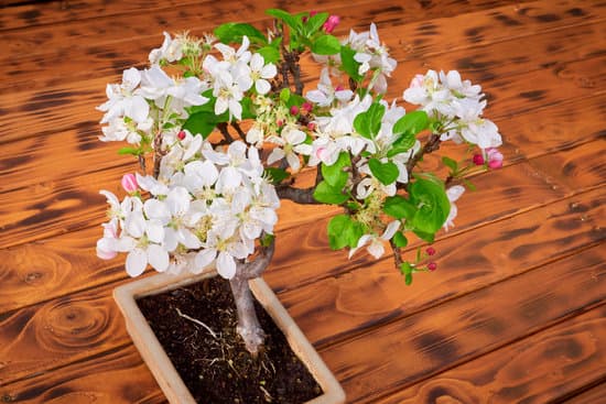 Quanta Acqua Dare Al Bonsai 5 Scopri la dose esatta: quanto acqua dare al bonsai dipende dal tipo e dalle dimensioni del bonsai