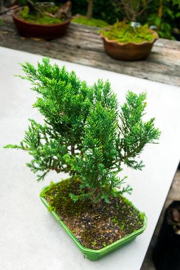 Quando Innaffiare I Bonsai 5 Scopri quando iniziare a innaffiare i bonsai: segui le nostre preziose indicazioni per una cura ottimale