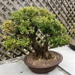 Nel caso dei bonsai eccessivamente cresciuti, il rimedio ideale consiste nella ristrutturazione attenta e precisa