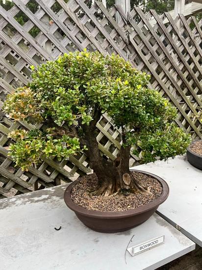 bonsai 2730