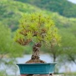 Come Potare I Bonsai Video Guarda i video tutorial per imparare come potare i bonsai in modo professionale