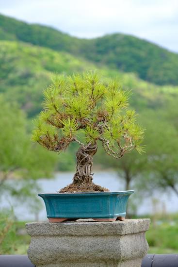 Come Potare I Bonsai Video 1 Guarda i video tutorial per imparare come potare i bonsai in modo professionale