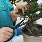 Come Creare Un Bonsai Di Pino PDF Utilizza il mio libro PDF Come creare un bonsai di pino per imparare le tecniche migliori per coltivarlo