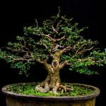 Quando Potare L Ulivo Bonsai Quando potare l'ulivo bonsai? Scopri i migliori momenti dell'anno per tagliare e curare il tuo prezioso bonsai di ulivo