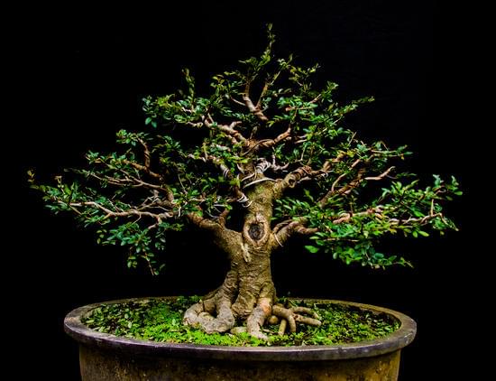 Quando Potare L Ulivo Bonsai 1 Quando potare l'ulivo bonsai? Scopri i migliori momenti dell'anno per tagliare e curare il tuo prezioso bonsai di ulivo