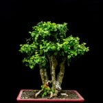 Scopri il metodo completo su come fare un bonsai partendo dal seme con risultati sorprendenti!
