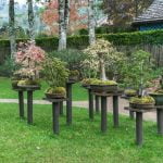 La zeolite nei bonsai è fondamentale per migliorare la drenaggio e la ritenzione di nutrienti nel terreno