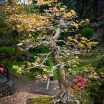 Quando Rinvasare Bonsai Ficus Ginseng Scopri quando è il momento ideale per rinvasare il tuo bonsai ficus ginseng e segui i nostri semplici consigli
