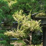 Quando Rinvasare Un Bonsai Rinvasare un bonsai: scopri quando è il momento ideale per garantire la crescita sana della pianta