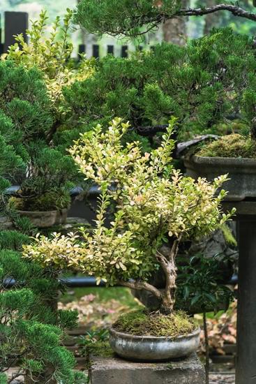 Quando Rinvasare Un Bonsai 1 Rinvasare un bonsai: scopri quando è il momento ideale per garantire la crescita sana della pianta