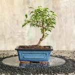Come Piantare Semi Di Bonsai Scopri come piantare semi di bonsai con successo: segui le nostre preziose indicazioni e crea un angolo verde unico!