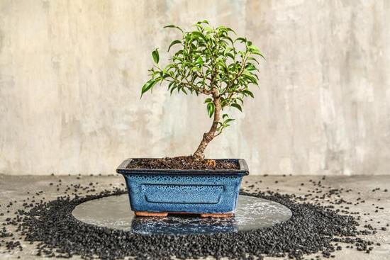 Scopri come piantare semi di bonsai con successo: segui le nostre preziose indicazioni e crea un angolo verde unico!