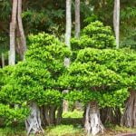 Come Mantenere Un Bonsai Ficus Impara come mantenere un bonsai Ficus con i fondamentali: luce solare diretta, annaffiature moderate, potatura regolare