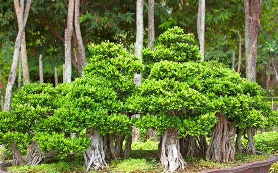 Come Mantenere Un Bonsai Ficus 1 Impara come mantenere un bonsai Ficus con i fondamentali: luce solare diretta, annaffiature moderate, potatura regolare