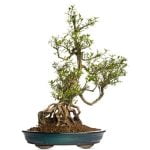 Quanti Fiori Ha Un Bonsai Scopri quanti fiori ha un bonsai: guida completa alle varietà floreali dei bonsai