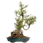 Scopri quanti fiori ha un bonsai: guida completa alle varietà floreali dei bonsai