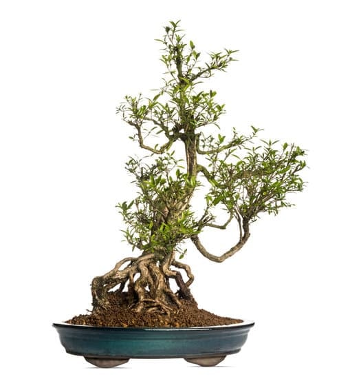 Quanti Fiori Ha Un Bonsai 19 Scopri quanti fiori ha un bonsai: guida completa alle varietà floreali dei bonsai
