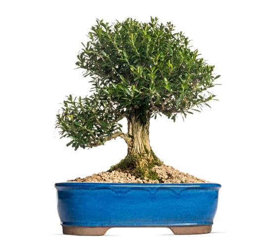 Che Filo Usare Per Bonsai 5 Scopri il filo ideale da utilizzare per i bonsai e ottieni risultati straordinari nel modellare le tue piante