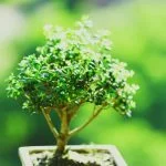 Scopri l'arte della parodia con divertenti bonsai che creano un vero e proprio effetto di foglie gap!