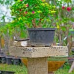 Scopri come curare un bonsai con questi semplici consigli e regala al tuo alberello un trattamento curativo completo