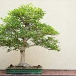 Scopri il significato di bonsai, l'arte giapponese di coltivare alberi in miniatura, e come questa pratica incarna la pazienza e l'armonia della natura