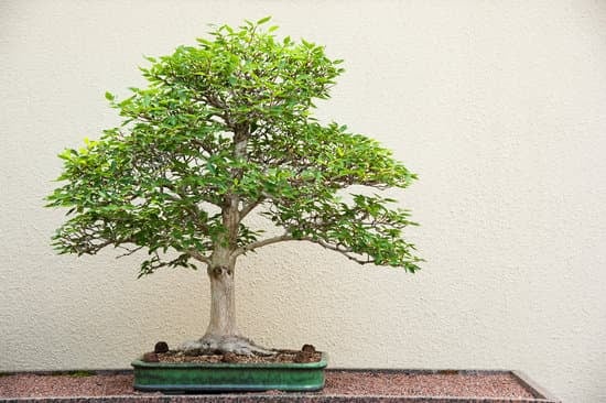 Quale E' Il Significato Di Bonsai 1 Scopri il significato di bonsai, l'arte giapponese di coltivare alberi in miniatura, e come questa pratica incarna la pazienza e l'armonia della natura