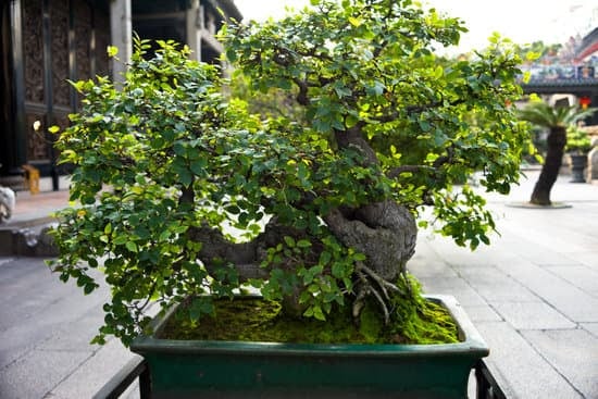 Come Riconoscere Un Bonsai 1 Cinque trucchi per riconoscere un bonsai: forma simmetrica, radici ben distribuite, ramificazioni equilibrate, tronco ed elegante, foglie piccole