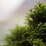 Che Significa Quando Un Bonsai Perde Le Foglie Cosa fare quando un bonsai perde le foglie: consigli per comprendere e risolvere questo problema comune
