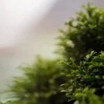 Cosa fare quando un bonsai perde le foglie: consigli per comprendere e risolvere questo problema comune
