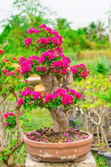 Come Salvare Un Bonsai 1 Scopri i segreti su come salvare un bonsai e mantenerlo sano e rigoglioso per lungo tempo