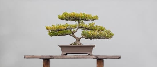 Cosa Rappresenta Il Bonsai 3 Il bonsai rappresenta la miniaturizzazione artistica degli alberi, un simbolo di pazienza e connessione con la natura