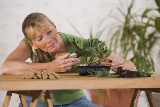 Quando Rinvasare Il Bonsai 11 Scopri quando è il momento ideale per rinvasare il bonsai e garantirne la salute e la crescita ottimali!