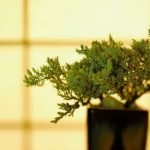Come Confezionare Bonsai Scopri come confezionare il tuo bonsai in modo facile e preciso grazie ai nostri utili consigli