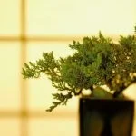 Scopri come confezionare il tuo bonsai in modo facile e preciso grazie ai nostri utili consigli