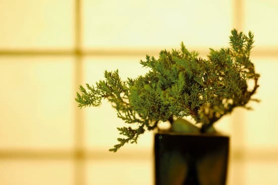 Scopri come confezionare il tuo bonsai in modo facile e preciso grazie ai nostri utili consigli
