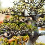 Come Rinvasare Il Bonsai Scopri come rinvasare il bonsai e mantenerlo sano e rigoglioso con il nostro semplice tutorial