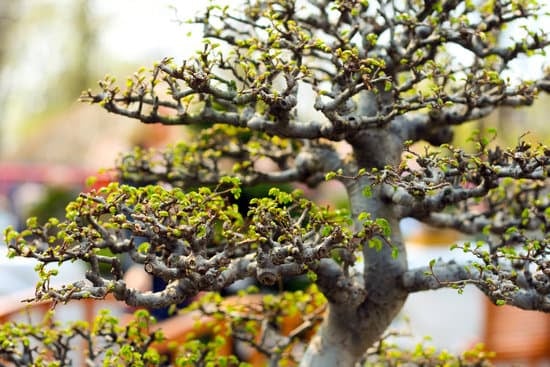 Come Rinvasare Il Bonsai 17 Scopri come rinvasare il bonsai e mantenerlo sano e rigoglioso con il nostro semplice tutorial