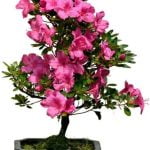 Risolvere Problemi Di Foglie Gialle Nei Bonsai Scopri come risolvere facilmente i problemi delle foglie gialle nei bonsai con semplici soluzioni efficaci