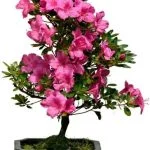 Scopri come risolvere facilmente i problemi delle foglie gialle nei bonsai con semplici soluzioni efficaci