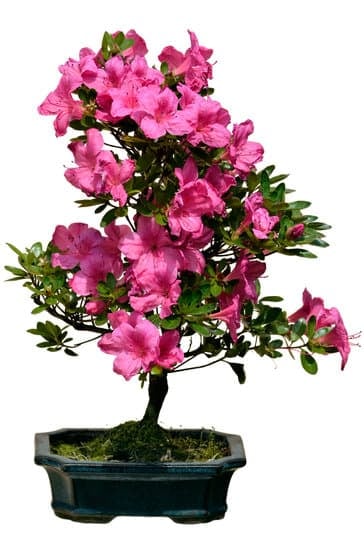 bonsai 364