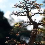 Esplora i principi di design per creare composizioni di bonsai uniche ed equilibrate, dando vita alla perfetta armonia naturale